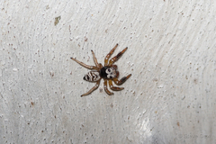 Zenodorus metallescens