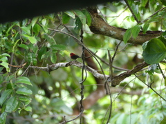 Aethopyga siparaja