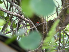 Aethopyga siparaja