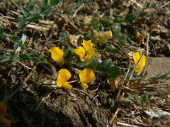 Crotalaria filipes