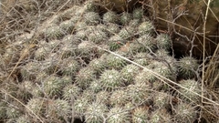 Mammillaria compressa compressa