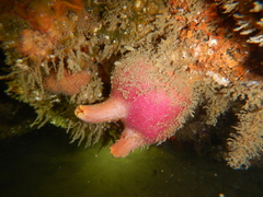 Ascidia incrassata