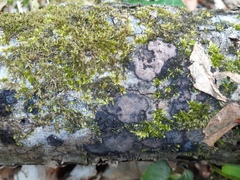Hypoxylon petriniae