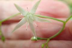 Crassula sarmentosa