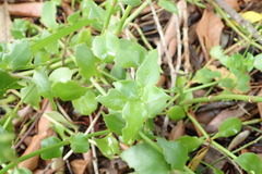 Crassula sarmentosa