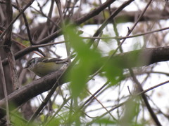 Setophaga magnolia × pensylvanica
