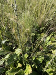 Berkheya rhapontica