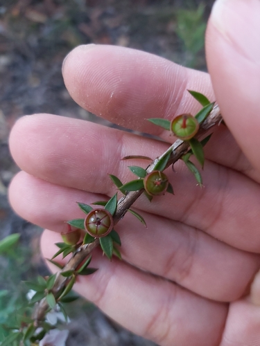 Image of Leptospermum squarrosum by (c) Tim, some rights reserved (CC BY)