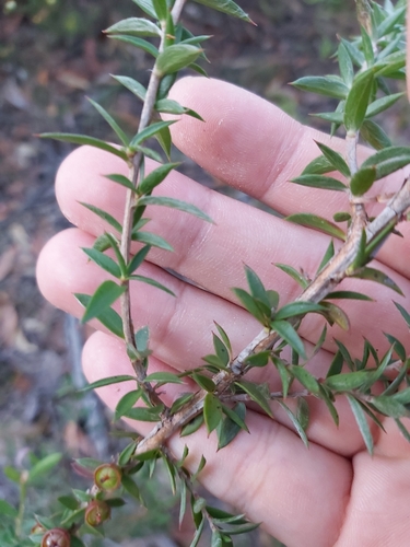 Image of Leptospermum squarrosum by (c) Tim, some rights reserved (CC BY)