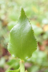Crassula sarmentosa