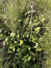 Berkheya rhapontica
