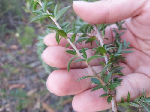 Image of Leptospermum squarrosum by (c) Tim, some rights reserved (CC BY)