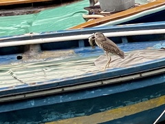 Nycticorax nycticorax