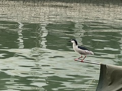 Nycticorax nycticorax