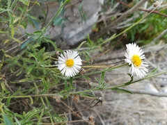 Erigeron pubescens
