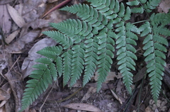 Dryopteris championii
