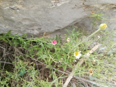 Erigeron pubescens