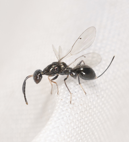Westralianus microstigma