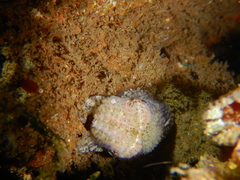 Image of Sepia tuberculata