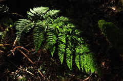 Dryopteris peranema