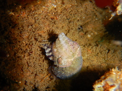 Sepia tuberculata