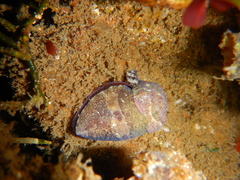 Sepia tuberculata