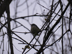 Setophaga magnolia × pensylvanica