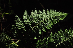 Dryopteris peranema
