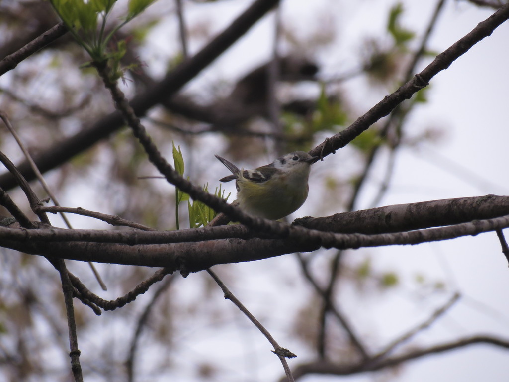 Chestnut-sided Warbler