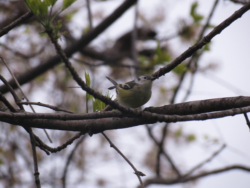 Chestnut-sided Warbler