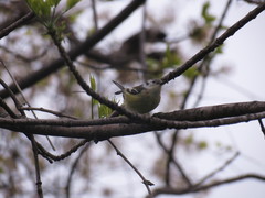 Setophaga magnolia × pensylvanica