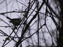 Setophaga magnolia × pensylvanica