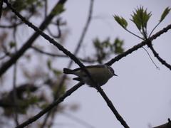 Setophaga magnolia × pensylvanica