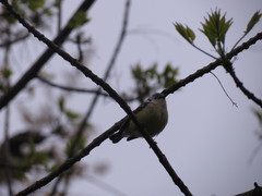 Setophaga magnolia × pensylvanica