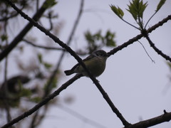 Setophaga magnolia × pensylvanica
