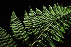 Dryopteris peranema