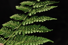 Dryopteris peranema
