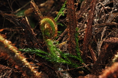 Dryopteris peranema