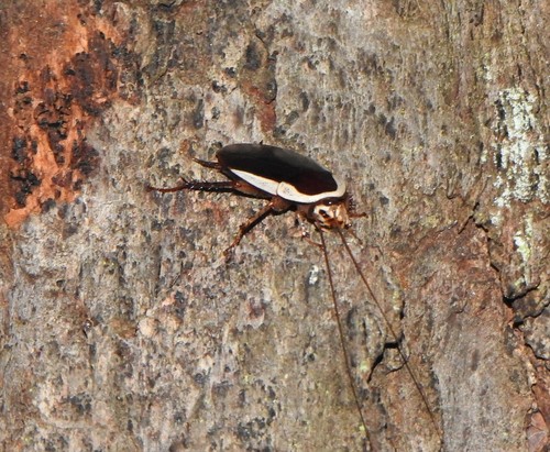 Common Methana photo 3