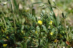 Hippocrepis biflora