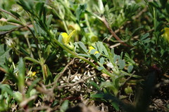 Hippocrepis biflora