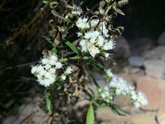 Ageratina paupercula