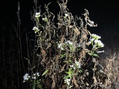 Ageratina paupercula