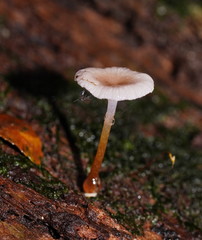 Hygrocybe roseoflavida