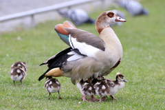 Alopochen aegyptiaca