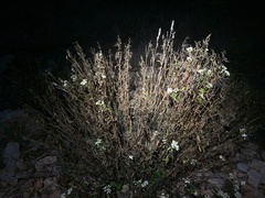 Ageratina paupercula