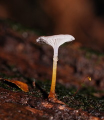 Hygrocybe roseoflavida