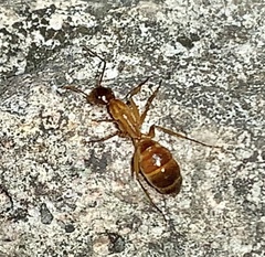 Camponotus festinatus