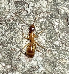 Camponotus festinatus