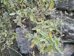 Salvia coulteri